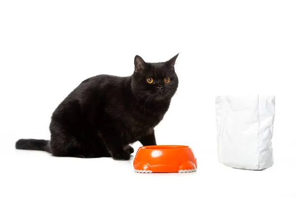 Bonito preto britânico shorthair gato sentado perto de tigela com alimentos isolados no fundo branco — Fotografia de Stock