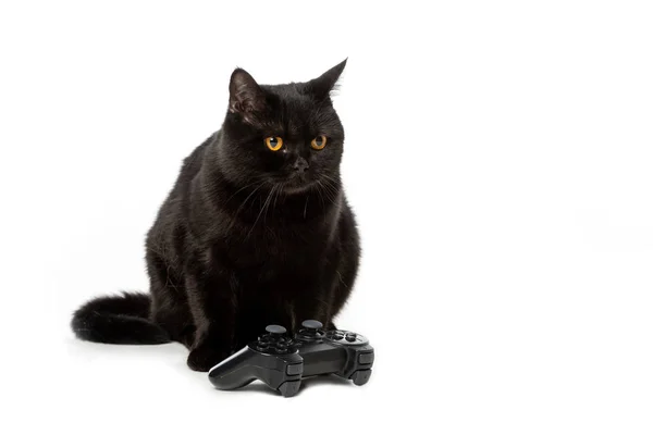Чорний Британський shorthaircat поблизу джойстик для відеоігор, ізольовані на білому тлі — стокове фото