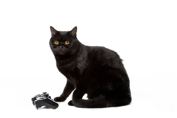 Студійний знімок чорного британського короткошерстого кота біля джойстика для відеоігри ізольовано на білому тлі — стокове фото