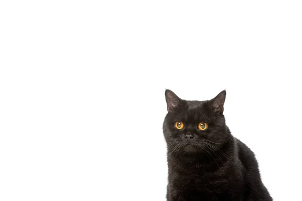 Preto britânico shorthair gato isolado no fundo branco — Fotografia de Stock