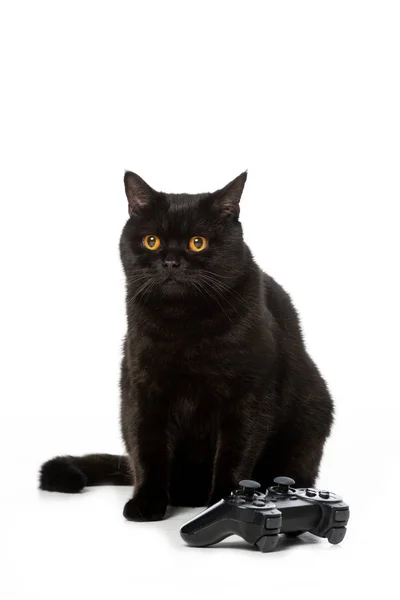 Entzückende schwarze britische Kurzhaarkatze in der Nähe von Joystick für Videospiel isoliert auf weißem Hintergrund — Stockfoto