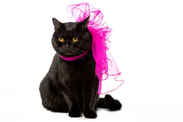 Studio shot of black british shorthair cat in pink festive bow isolated on white background — Stock Photo