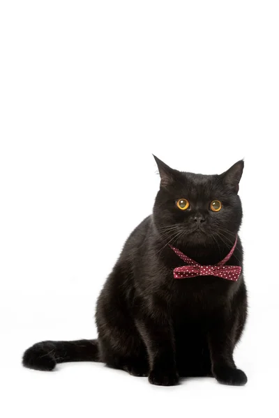 Studio shot of black british shorthair cat in bow tie isolated on white background — Stock Photo