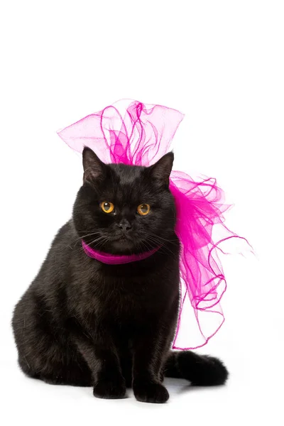 Adorável preto britânico shorthair gato em rosa arco festivo olhando para a câmera isolada no fundo branco — Fotografia de Stock