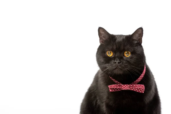 Retrato de lindo negro británico taquigrafía gato en pajarita aislado sobre fondo blanco - foto de stock