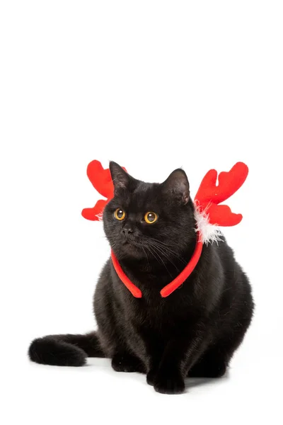 Adorable chat britannique à poil court noir dans les cornes de Noël isolé sur fond blanc — Photo de stock