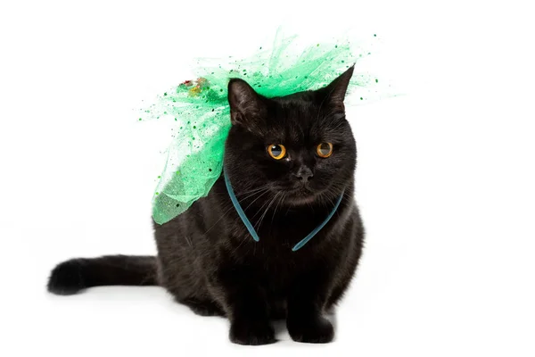 Черный британский короткий кот в зеленый праздничный лук изолированы на белом фоне — стоковое фото