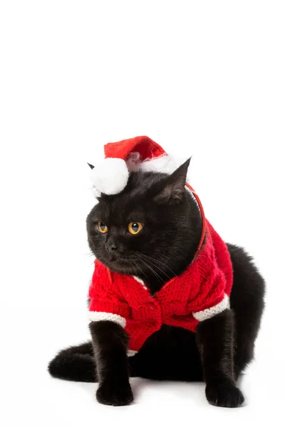 Entzückende schwarze britische Kurzhaarkatze in Weihnachtsweste und Hut, die isoliert auf weißem Hintergrund wegschaut — Stockfoto