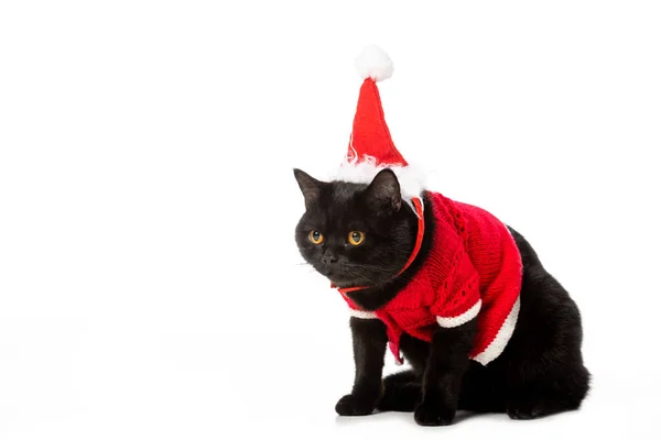 Studioaufnahme einer schwarzen britischen Kurzhaarkatze in Weihnachtsweste und Hut isoliert auf weißem Hintergrund — Stockfoto