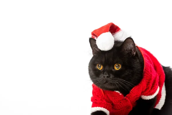 Чорний Британська короткошерста кішка в Різдво безрукавка і Панама дивитися вбік ізольовані на білому тлі — стокове фото