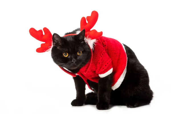 Niedliche schwarze britische Kurzhaarkatze in Weihnachtsweste und Hörnern isoliert auf weißem Hintergrund — Stockfoto