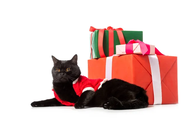 Studioaufnahme einer schwarzen britischen Kurzhaarkatze in Weihnachtsweste in der Nähe von Geschenkboxen isoliert auf weißem Hintergrund — Stockfoto