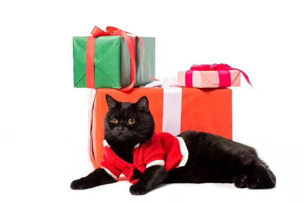 Черный британский короткометражный кот в рождественском жилете глядя в сторону подарочные коробки изолированы на белом фоне — стоковое фото