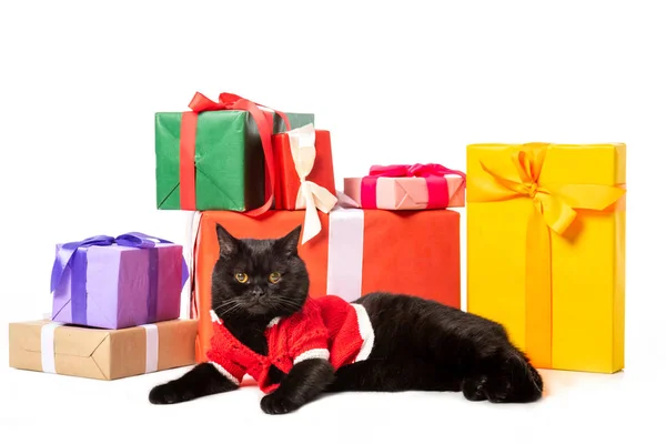 Cute black british shorthair cat in christmas vest near gift boxes isolated on white background — Stock Photo