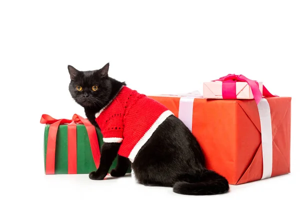 Estudio shot de negro británico taquigrafía gato en navidad chaleco cerca regalo cajas aislado en blanco fondo - foto de stock