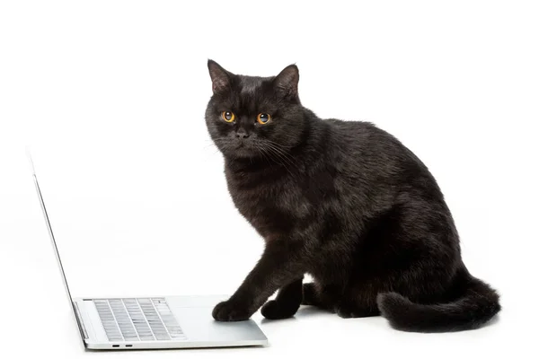 Adorable black british shorthair cat using laptop isolated on white background — Stock Photo