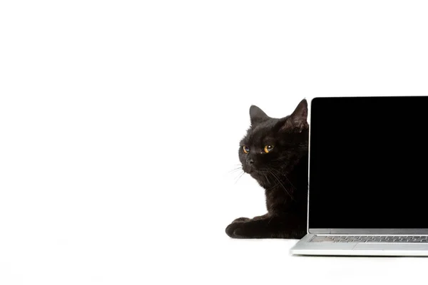 Studio shot of black british shorthair cat sitting behind laptop isolated on white background — Stock Photo