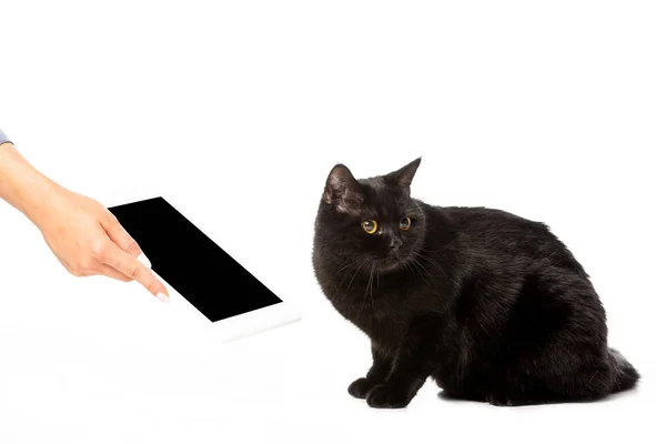 Imagen recortada de mujer dando tableta digital con pantalla en blanco a gato británico taquigrafía negro aislado sobre fondo blanco - foto de stock