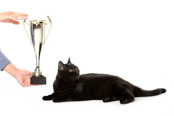 Обрізане зображення людини, що дає золотий кубок трофею чорному британському короткошерстому коту, який дивиться ізольовано на білому тлі — стокове фото