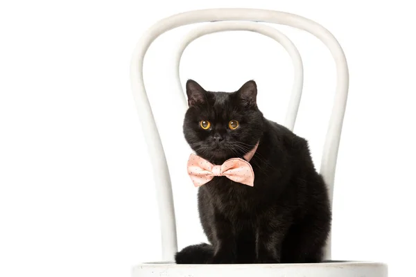 Entzückende schwarze britische Kurzhaarkatze in rosa Fliege sitzt auf Stuhl isoliert auf weißem Hintergrund — Stockfoto