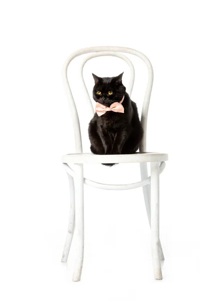 Studio shot of black british shorthair cat in pink bow tie sitting on chair isolated on white background — Stock Photo