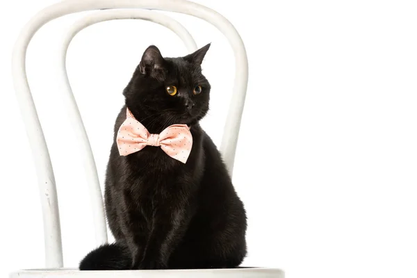 Bonito preto britânico shorthair gato em rosa laço gravata sentado na cadeira isolada no fundo branco — Fotografia de Stock