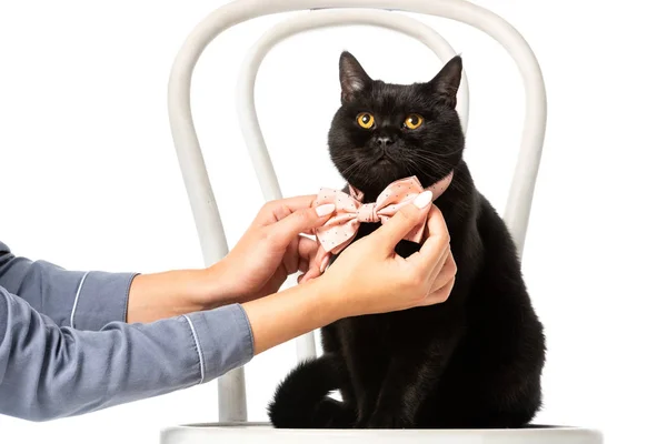 Mulher ajustando laço gravata no preto britânico shorthair gato na cadeira isolada no fundo branco — Fotografia de Stock