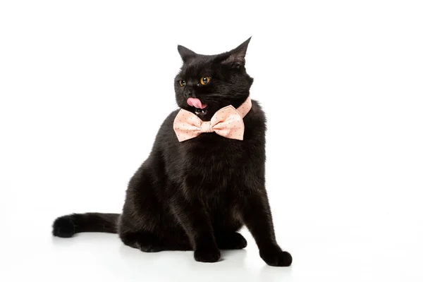 Entzückende schwarze britische Kurzhaarkatze in rosa Fliege leckt isoliert auf weißem Hintergrund — Stockfoto