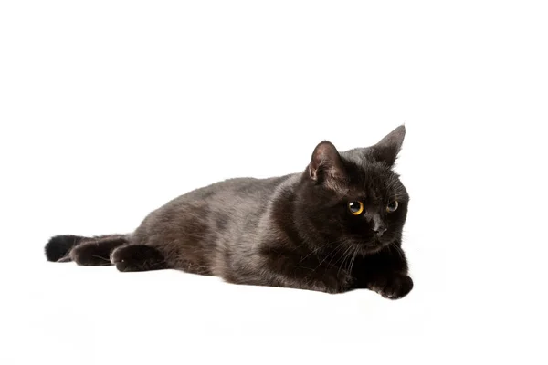 Estúdio tiro de preto britânico shorthair gato que coloca isolado no fundo branco — Fotografia de Stock