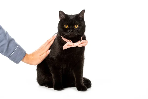 Vue partielle de la femme touchant le chat à poil court britannique noir en nœud papillon rose isolé sur fond blanc — Photo de stock