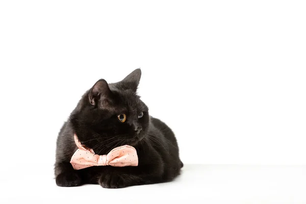 Черная британская короткошерстная кошка в розовом галстуке-банте, уединяющаяся на белом фоне — стоковое фото