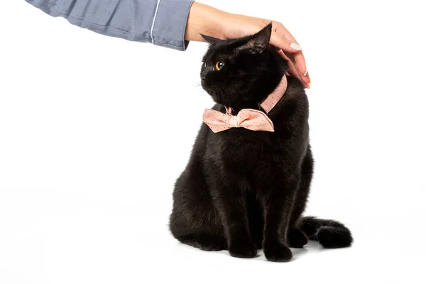Visão parcial da mulher tocando preto britânico shorthair gato em laço rosa gravata isolada no fundo branco — Fotografia de Stock