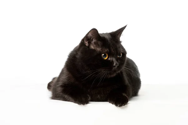 Lindo negro británico taquigrafía gato mirando lejos aislado en blanco fondo - foto de stock