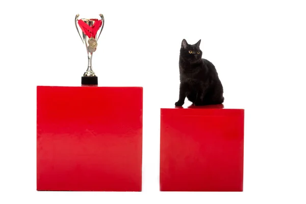 Black british shorthair cat sitting on red cube near golden trophy cup wrapped by medals isolated on white background — Stock Photo