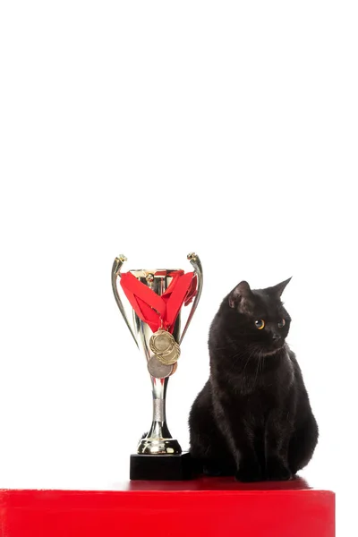 Adorable black british shorthair cat sitting near golden trophy cup and looking away isolated on white background — Stock Photo