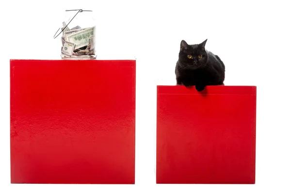 Black british shorthair cat sitting on red cube near jar with cash money isolated on white background — Stock Photo