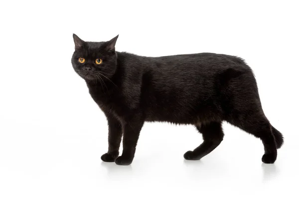 Прелестный черный британский короткошерстный кот, стоящий изолированно на белом фоне — стоковое фото