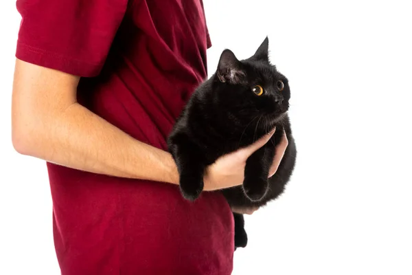 Partial view of man holding cute black british shorthair cat looking away isolated on white background — Stock Photo