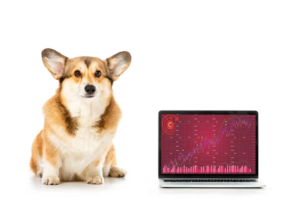 Adorable galés corgi pembroke sentado cerca del ordenador portátil con gráfico en la pantalla aislada sobre fondo blanco - foto de stock