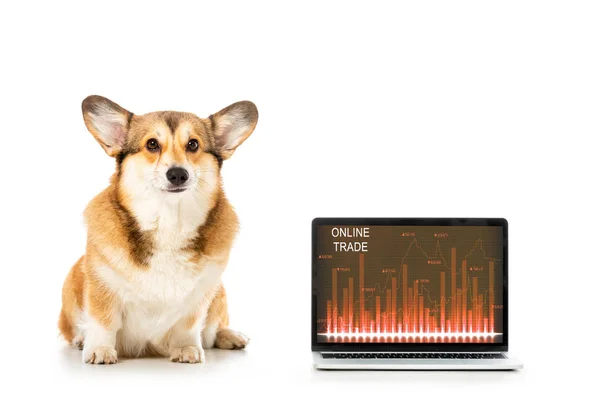 Welsh corgi pembroke sitting near laptop with online trade on screen isolated on white background — Stock Photo