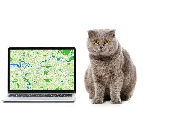 Grey british shorthair cat near laptop with map on screen isolated on white background — Stock Photo