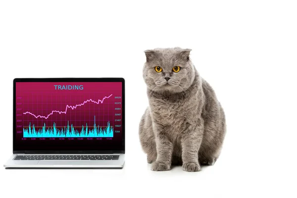 Bonito cinza britânico shorthair gato perto laptop com negociação na tela isolada no fundo branco — Fotografia de Stock