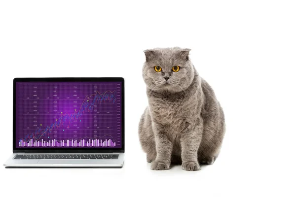 Graue britische Kurzhaarkatze in der Nähe von Laptop mit Grafik auf Bildschirm isoliert auf weißem Hintergrund — Stockfoto