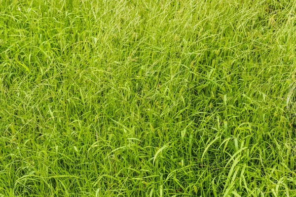 Marco completo de hierba verde para el fondo - foto de stock