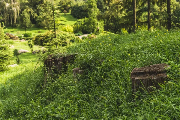 Vecchi ceppi in erba a bel parco — Foto stock
