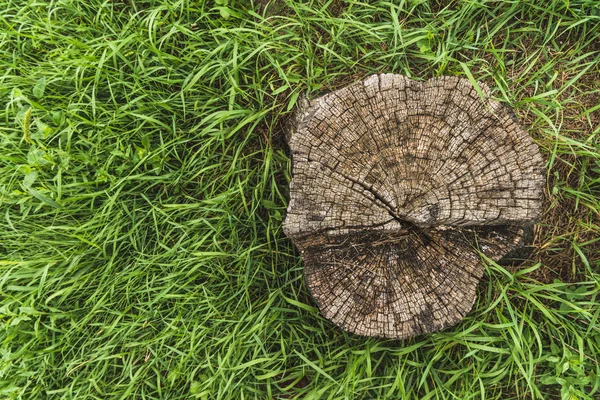 Top view of stump surrounded with green grass — Stock Photo