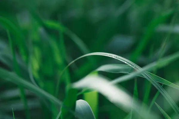 Macro shot of green grass for background — Stock Photo