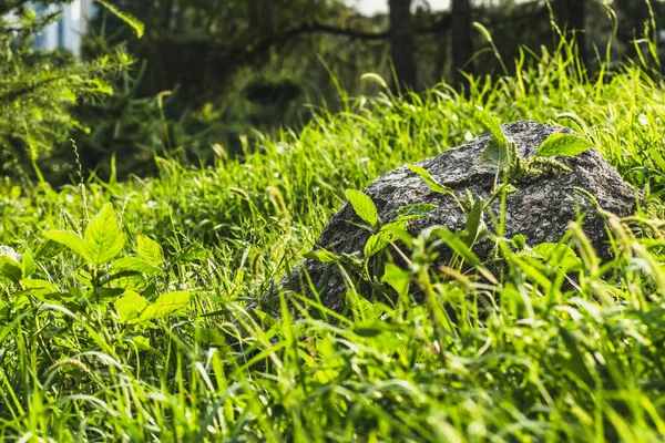 Primer plano de roca que yace en la hierba verde bajo la luz del sol - foto de stock