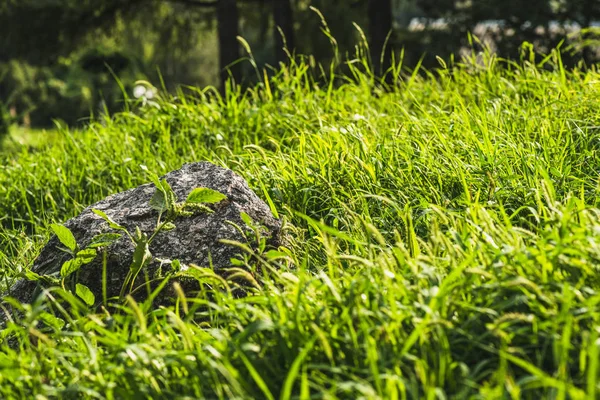 Close-up shot of rock lying in green grass under sunlight — Stock Photo