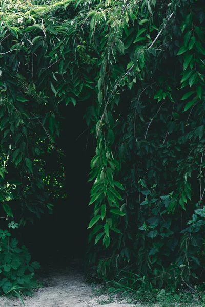 Close-up shot of green branches over pathway — Stock Photo